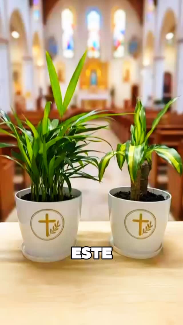 ¡Celebra este Domingo de Ramos con Arteco!

Lleva a tu hogar un símbolo de fe y tradición con nuestras materas especiales para esta fecha.

🌿 Tronquito de la Felicidad
🌿 Palma Tradicional

Precio especial: $25.000
Envío incluido 🇨🇴🚚

¿Cuál prefieres? Escríbenos y pide la tuya

#materas #vivero  #materaspersonalizadas  #hogar