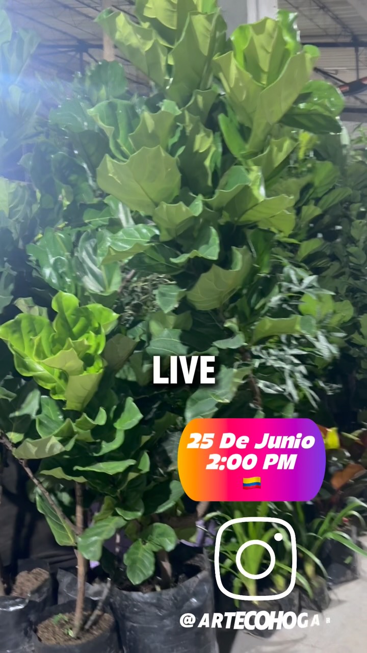 🌿 ¡Este jueves nos vemos en vivo!

Aprende consejos para el cuidado de tus plantas, resuelve tus dudas y conoce algunas de nuestras plantas y materas favoritas. 🪴

🚚 Además, si compras una planta con su matera durante el Live, el domicilio en Bogotá será GRATIS.

🕑 Jueves | 2:00 p.m.

💚 ¡Te esperamos!