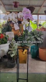 Así se ven los espacios
de quienes ya eligieron Arteco ✨

Gracias por dejarnos ser parte de sus hogares 🌿

#materas #materaspersonalizadas #hogar #vivero #diseñointeriores
