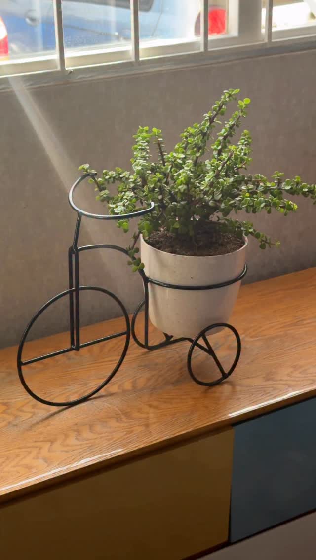 🚲🌿 Dale un toque diferente a tus espacios con nuestro combo matera + base bicicleta por solo $95.000 ✨ 

La matera está disponible en diferentes colores: 
💛 Amarillo 
🤍 Blanco 
🖤 Negro 
🩷 Rosado 
💙 Azul 

Y la base también la encuentras en acabado amarillo / dorado ✨ 

📩 Escríbenos y recibe la mejor asesoría 
🚚 Envíos a nivel nacional

#materas #vivero #materaspersonalizadas #hogar #plantas