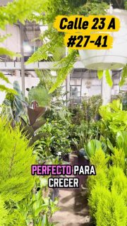 🌿 Tu rincón verde comienza en Arteco.

Encuentra materas, bases, plantas y sustratos certificados para darle vida a cualquier espacio.

✅ Materas y bases fabricadas por Arteco.
✅ Plantas al por mayor y al detal.
✅ Sustratos certificados de Confiabonos para un crecimiento saludable.

Todo lo que tus plantas necesitan, en un solo lugar. Calidad, diseño y asesoría para que crees espacios llenos de naturaleza.

📍 Visítanos en el Mercado Nacional de las Plantas, Calle 23A #27-41, Bogotá.

💚 ¡Te esperamos!

#Arteco #PlantasBogotá #DecoraciónConPlantas