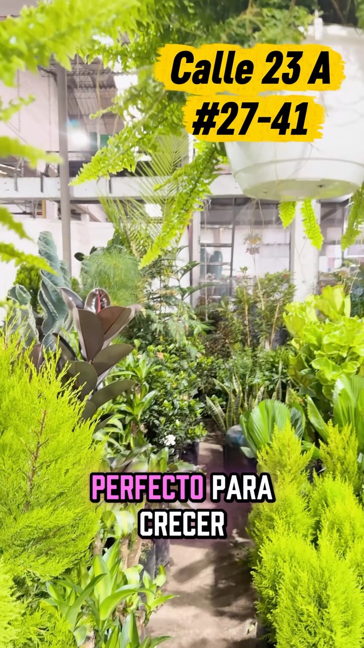 🌿 Tu rincón verde comienza en Arteco.

Encuentra materas, bases, plantas y sustratos certificados para darle vida a cualquier espacio.

✅ Materas y bases fabricadas por Arteco.
✅ Plantas al por mayor y al detal.
✅ Sustratos certificados de Confiabonos para un crecimiento saludable.

Todo lo que tus plantas necesitan, en un solo lugar. Calidad, diseño y asesoría para que crees espacios llenos de naturaleza.

📍 Visítanos en el Mercado Nacional de las Plantas, Calle 23A #27-41, Bogotá.

💚 ¡Te esperamos!

#Arteco #PlantasBogotá #DecoraciónConPlantas
